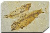 Plate of Two Fossil Fish (Knightia) - Wyoming #330843-1
